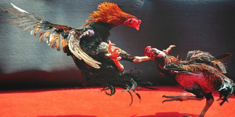 Số lượng kèo đá gà lớn không thua kém loại hình thể thao khác