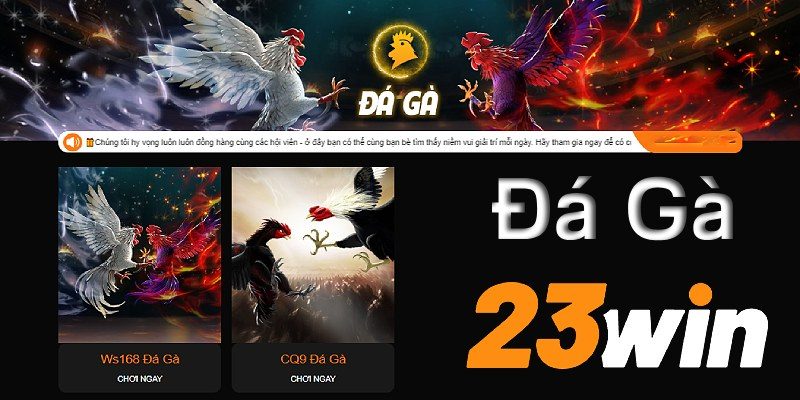 Lý do cược thủ gắn bó với sảnh đá gà 23WIN