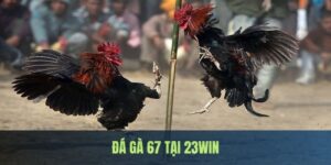 Đá Gà 67 - Đấu Trường Kịch Tính Bậc Nhất Tại 23WIN