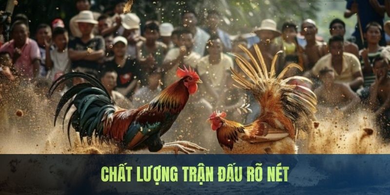 Đá Gà 67 - Đấu Trường Kịch Tính Bậc Nhất Nhà Cái 23WIN 2 Chọi gà 67 mang đến hình ảnh, âm thanh siêu hấp dẫn