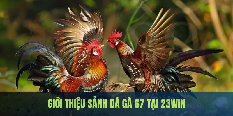 Đá Gà 67 - Đấu Trường Kịch Tính Bậc Nhất Nhà Cái 23WIN 1 Giới thiệu về sân chơi đá gà 67 nổi tiếng