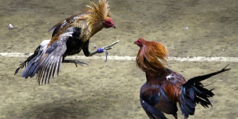 Đá Gà C1 – Sân Chơi Cá Cược Đá Gà Uy Tín, Tỷ Lệ Thưởng Cao 1 Hình thức này mang tới nhiều trận đấu thú vị