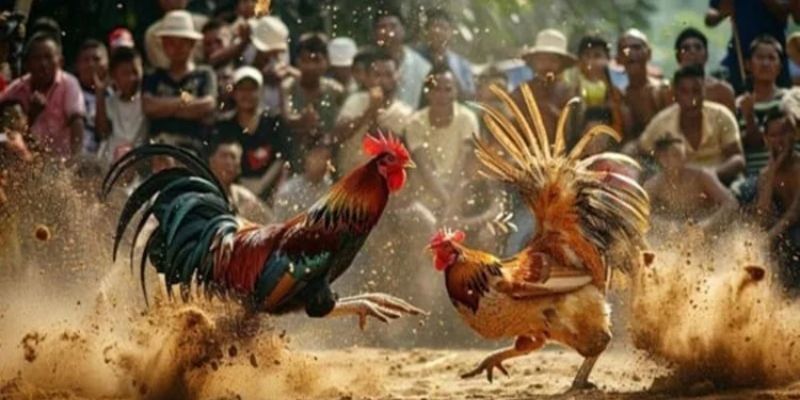 Đá Gà C1 – Sân Chơi Cá Cược Đá Gà Uy Tín, Tỷ Lệ Thưởng Cao 2 Những thông tin liên quan đến luật chơi đá gà