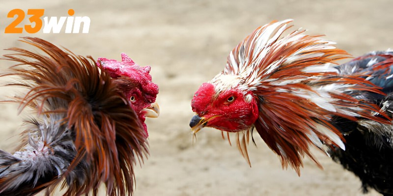 Đá Gà Thomo - Theo Dõi Trận Chiến Đỉnh Cao Mới 2025 3 Nhà cái 23WIN là một địa chỉ đáng tín cậy cho các kê thủ