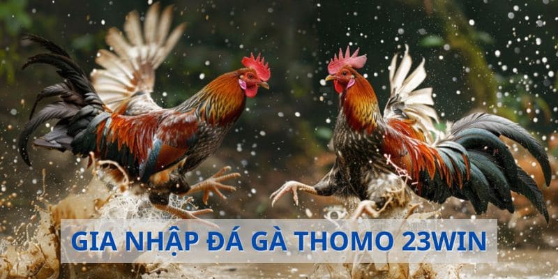 Đá Gà Thomo - Theo Dõi Trận Chiến Đỉnh Cao Mới 2025 2 Luật chơi đá gà mà bạn chắc chắn phải biết